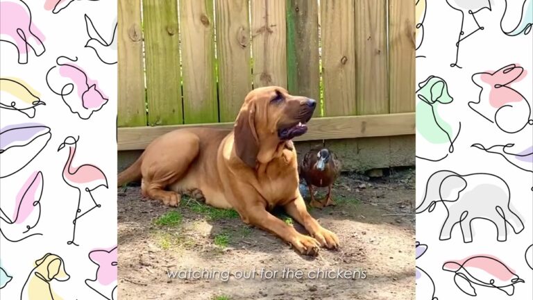 Texas Rescue Bloodhound Steals Eggs From The Coop, But What She Does Next Melts Her Owner’s Heart