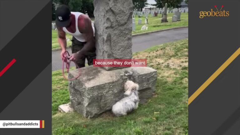 New York Dog Hides Behind A Tombstone Until One Rescuer Gets Close Enough To See Why