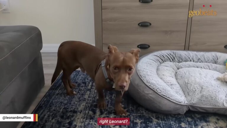 Florida Dog Raised In An Outdoor Cage Hides From His New Life Until One Quiet Breakthrough