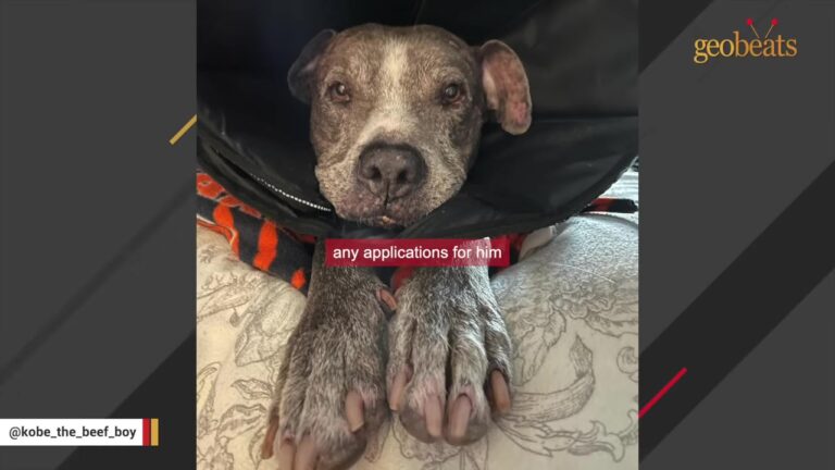 Senior Dog In Illinois Transforms So Dramatically That Strangers Think He’s An Exotic Breed