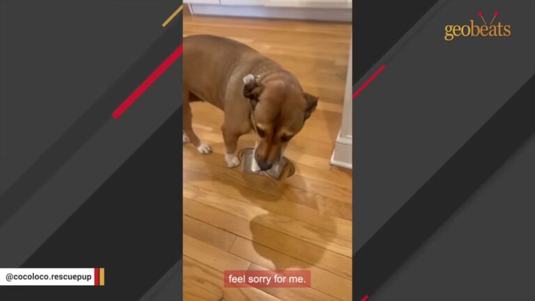 New York Rescue Dog’s Sad-Eyed Begging Act Is Funny Until You Learn What She Once Faced