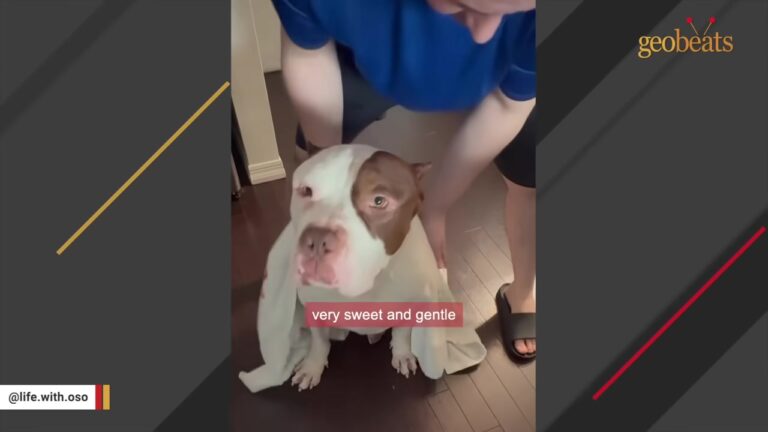 Large Dog Sat In A Florida Shelter Kennel As Time Ran Out, Then Two Strangers Did Something Extraordinary