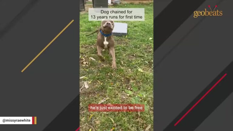 Texas Dog Spends 13 Years On A 15-Pound Chain, Then His Foster Family Notices A Surprising Habit