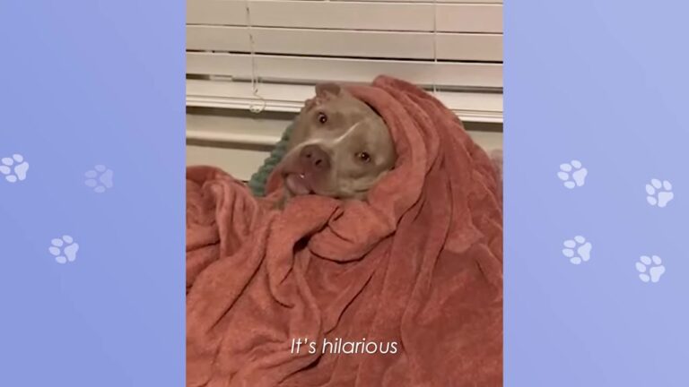 California Dog Has One Unusual Way Of Calming Down Whenever His Excitement Takes Over