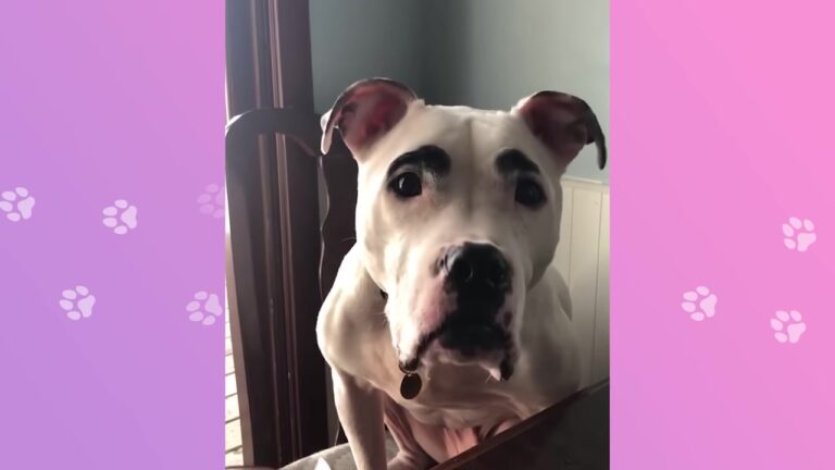 Texas Dog With Unique Eyebrows Loses His Best Friend, But A Late-Night Photo Brings An Unexpected Message
