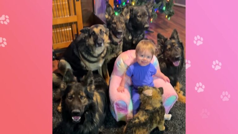 Texas Baby Brought Home To A Pack Of Dogs Finds Her True Best Friend In The Clumsiest Pup