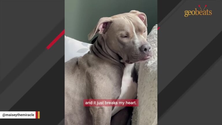 Washington Dog Abandoned Days After Giving Birth Hears Something That Makes Her Frantically Look Around