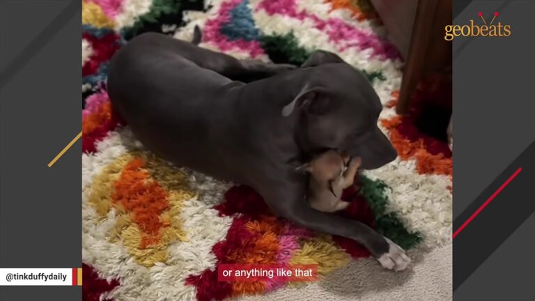 Big Alabama Dog Was Used To Playing Like A Linebacker, Then A Tiny Chihuahua Entered His World
