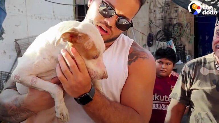 Terrified Texas Dog Flinched From Every Human Hand Until One Unexpected Moment Changed Everything