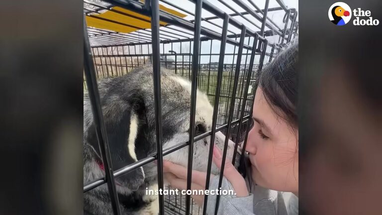 California Dog Surrendered Twice Finds His True Home After A Chance Meeting At An Adoption Event