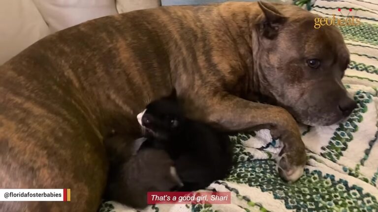 Shy Florida Dog Waits As Her Shelter Deadline Nears, Then Something Completely Unexpected Changes Her Story