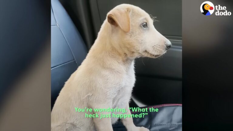 Abandoned Puppy Sat Alone Beside A California Highway, Then A Strange Twist Changed Everything