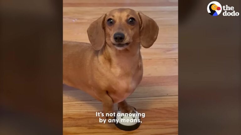 California Dog Learned To Ring A Bell, But Soon Her Family Realized Who Was Really Being Trained