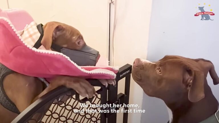 Injured Texas Dog Waited Behind A Gate, Crying For The Brother She Wasn’t Allowed To Reach