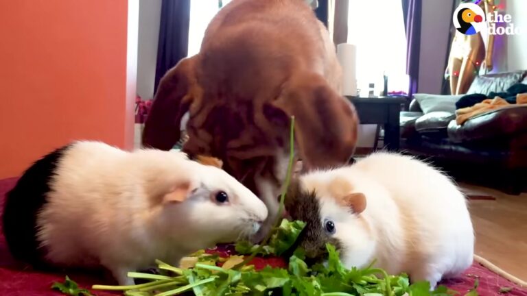 Dog Watches His Tiny Siblings Eat Greens In California Home, Then Starts Doing Something Unexpected