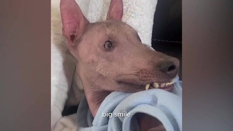 New York Dog Looked So Different From Her Littermates That Even Her Vet Had Never Seen One Like Her