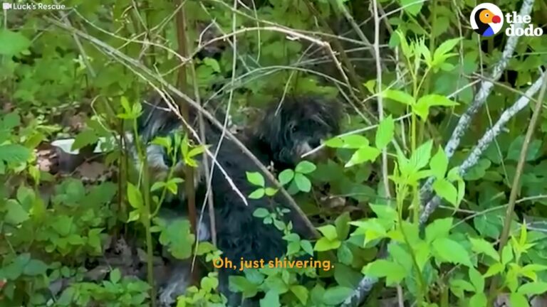 Frightened Dogs Were Left Shivering Among The Georgia Trees, And The Rescuer Had To Try Something Unexpected
