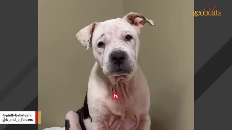Exhausted Pennsylvania Dog Shut Down Behind Kennel Bars After Being Used To Produce Puppy After Puppy