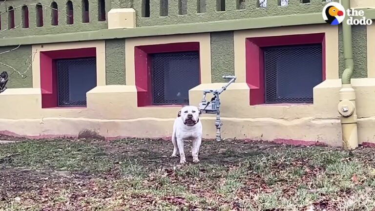 Terrified Dog Was Left Tied Outside In The Freezing Texas Rain With Nowhere To Go