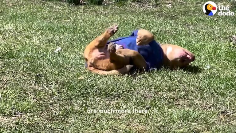 North Carolina Dog Bumped Into Walls And Shredded Blankets, But His Incredible Transformation Will Melt Your Heart