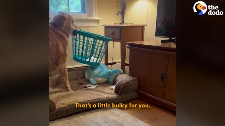 After Moving From Home To Home, This California Dog Began Stealing Teapots And Paper Towels For A Touching Reason