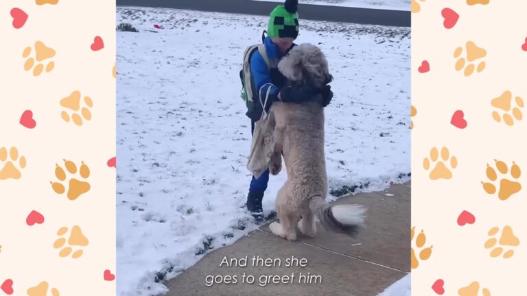 Wisconsin Dog Hears The School Bus And Races To The Door For Her Favorite Person