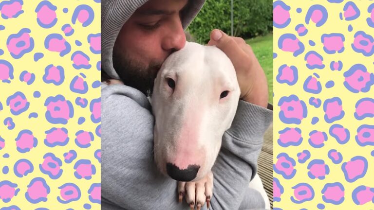 Texas Couple Finally Gets Their Dream Bull Terrier, But Her Behavior Leaves Them Stunned
