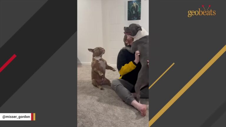Arizona Dog Has A Signature Move For Houseguests, And Even Falling Over Won’t Stop Him