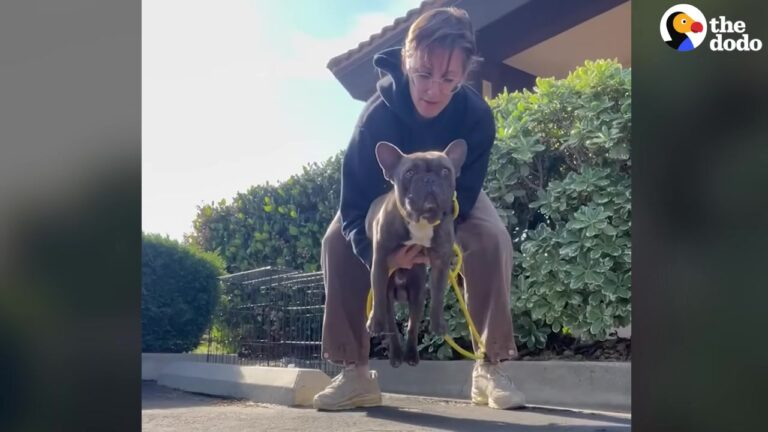Dog Left In A California Parking Lot Had A Serious Wound, And His Silent Reaction Was Heartbreaking