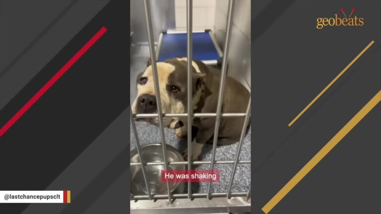 North Carolina Dog Leaves The Shelter For One Night, Then His Foster Gets An Update She Can’t Ignore