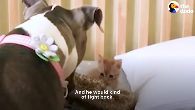 Texas Dog Was Heartbroken When Her Favorite Boy Started School, Until A Tiny Foster Kitten Changed Everything