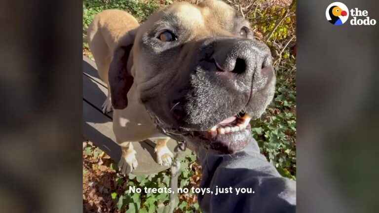 New York Dog Watched Families Walk Past Him For Two Years Until A Shelter Visit Revealed The Heartbreaking Reason Why