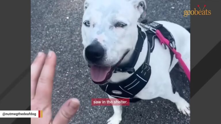Virginia Volunteer Is Finishing Grad School When An Overlooked Deaf Dog Upends All Her Plans