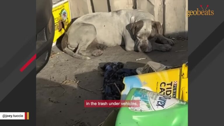 California Dog Hides Under Cars For Three Days Before Rescuers Discover What Covers Her Body