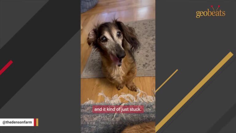 Michigan Dog Is Found Wandering At 17, Then His Owner Tells The Shelter Not To Bring Him Home