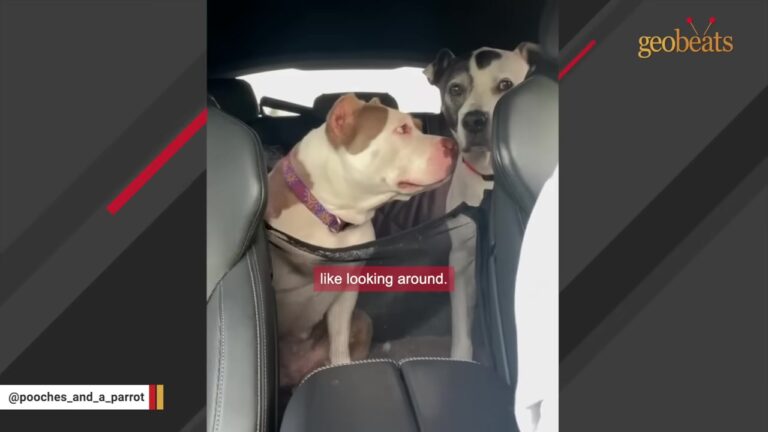 Texas Dog Wakes Her Mom In The Middle Of The Night, But She Isn’t Asking To Go Outside