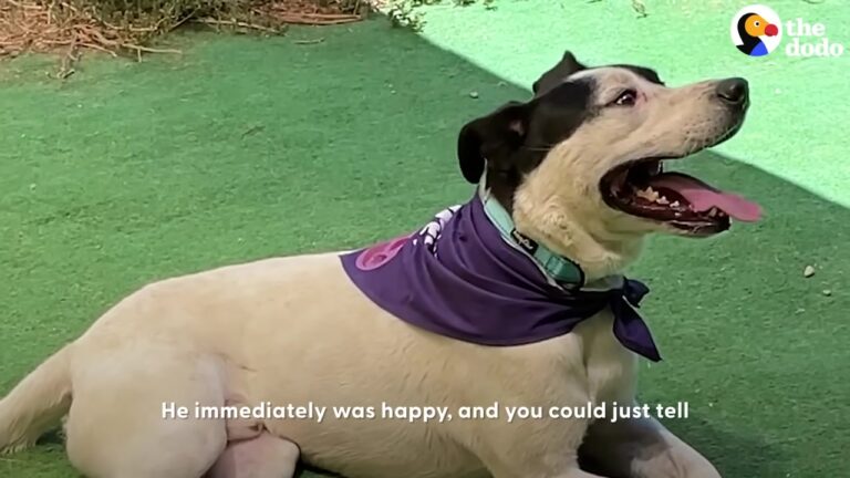 Texas Dog Was Dumped At The Shelter, But One Special Shopping Trip Changed Everything