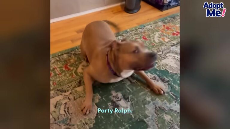 Illinois Dog Spent Three Years Terrified In A Shelter Until One Goofy Play Bow Changed Everything
