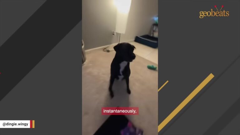 New Jersey Couple Brings Home A Dog Returned Twice, Then She Starts Doing Something They’ve Never Seen