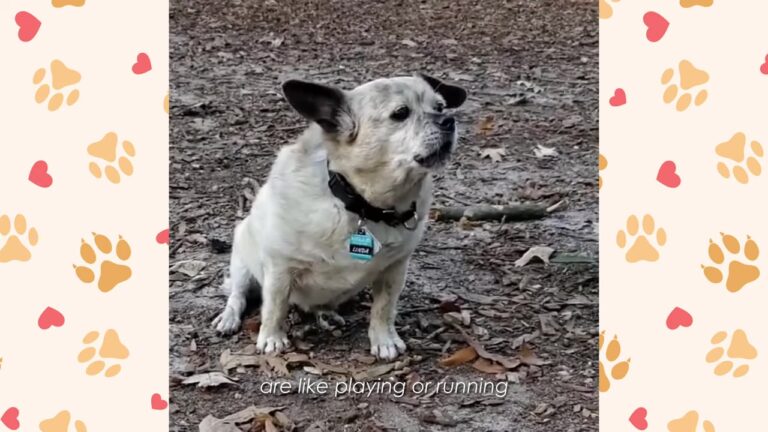 Heartbroken Texas Dog Feared Human Hands Before Suddenly Becoming The Boss At The Dog Park