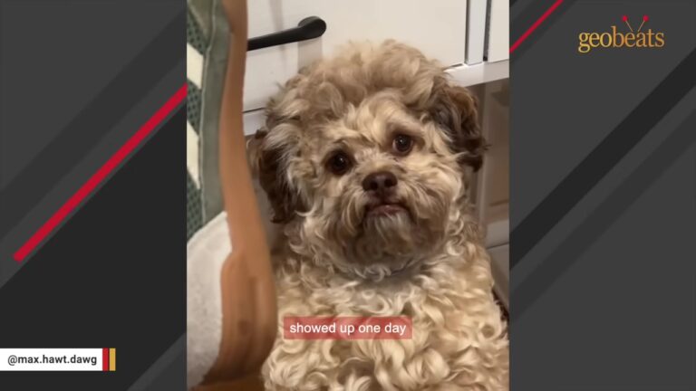 Mississippi Dog Wanders Out Of The Woods Covered In Ticks, But His Face Stops Everyone In Their Tracks