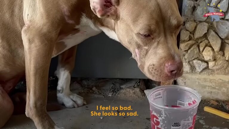 Lonely Dog Curled Up In The Shade Beside A Texas Building, And Her Condition Raised Questions