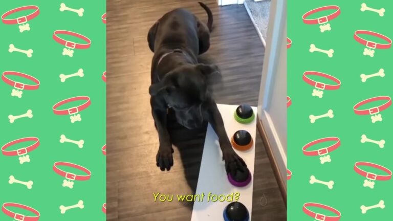 Missouri Dog Was Rescued From A Closing Shelter, But It’s What She Learned To Say That Melts Hearts