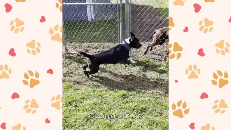 Lonely Pit Bull Arrives In A Washington Neighborhood, Then Does Something Unexpected At The Fence