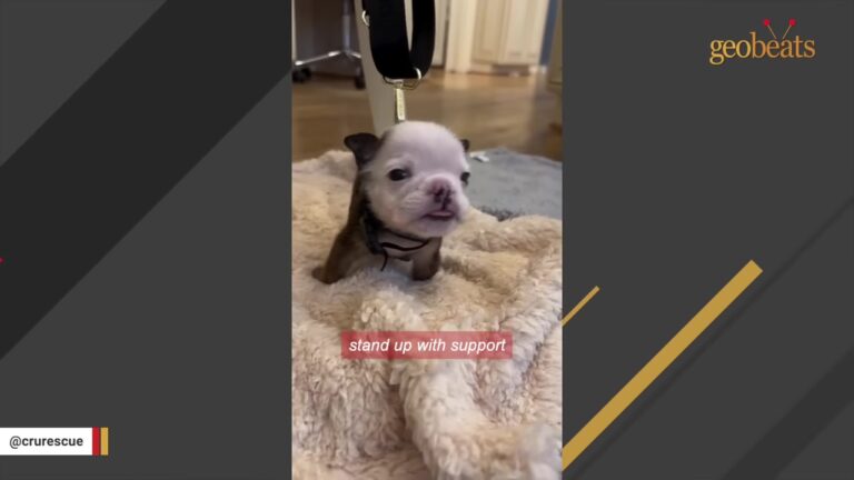 Tiny New York Puppy Couldn’t Walk Properly Until His Rescuers Built Something By Hand