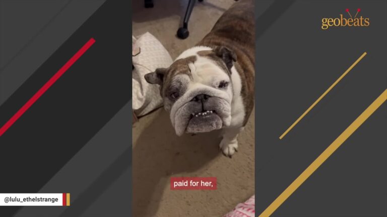 Arizona Dog Keeps Bracing For Another Goodbye Until Her New Mom Begins A Strange Morning Ritual
