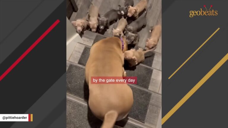Oklahoma Dog Dumped By Her Breeder Sees A Room Full Of Puppies And Has An Unexpected Reaction