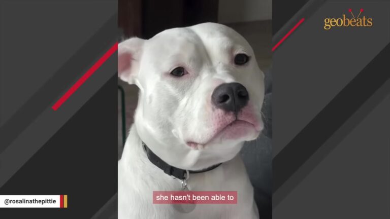 Texas Woman Hesitates Over Shelter Dog Until She Hears A Sound She Has Never Heard From A Dog Before
