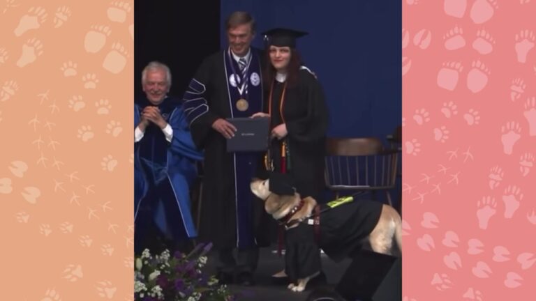 Massachusetts Guide Dog Attended Every College Class, But Her Walk Across The Stage Left Everyone Cheering