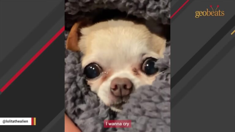 Pennsylvania Woman Agrees To Watch A Two-Pound Dog For One Week, But Nobody Comes Back To Get Her